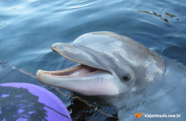 Sea World Dolphin Cove | Viajante Solo