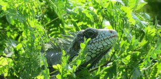 Viajar Sozinha para Manaus: dicas práticas e roteiro Guia e Roteiro de Manaus