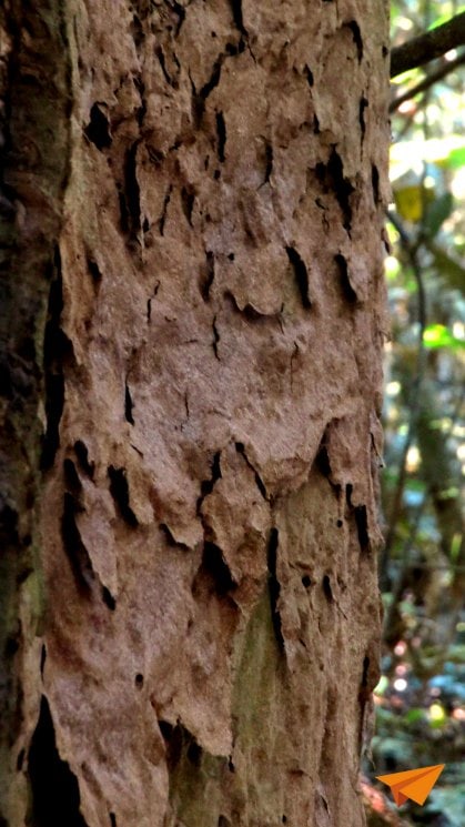 Caminhada na floresta Amazônica Arvore da Formiga Tapiba | Viajante Solo