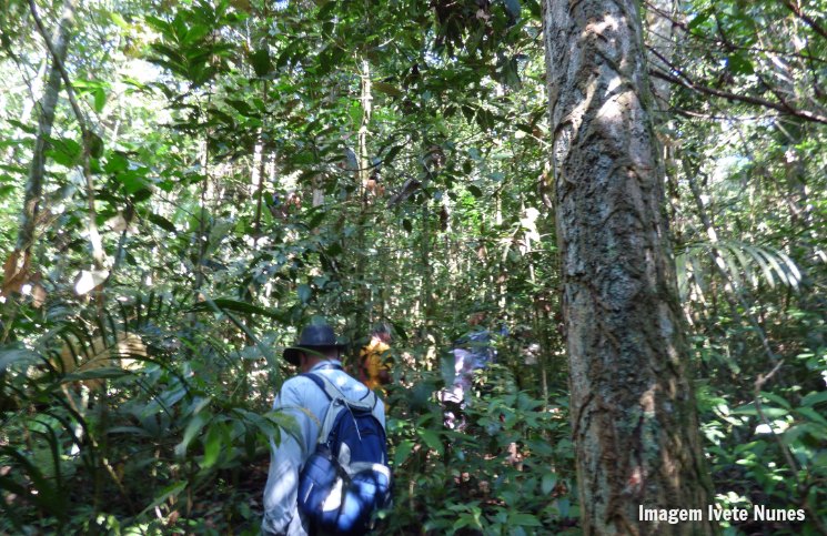 Caminhada na floresta Amazônica Terreno | Viajante Solo