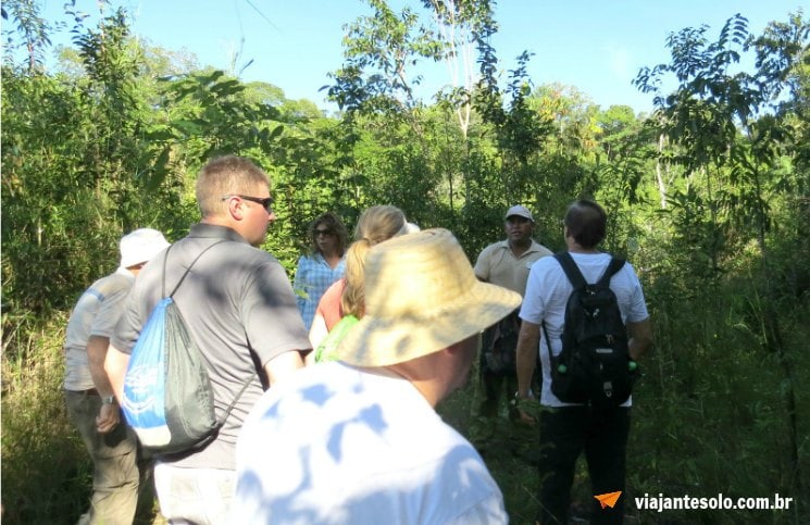 Caminhada na floresta Amazônica Grupo | Viajante Solo
