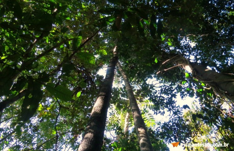 Caminhada na floresta Amazônica Mata | Viajante Solo
