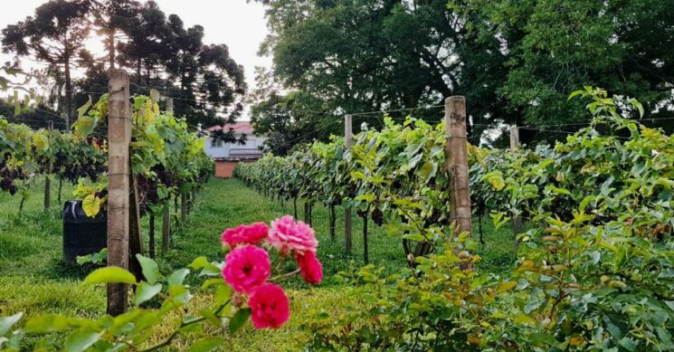 Vinícola Peterlongo: primeiro e único champagne brasileiro