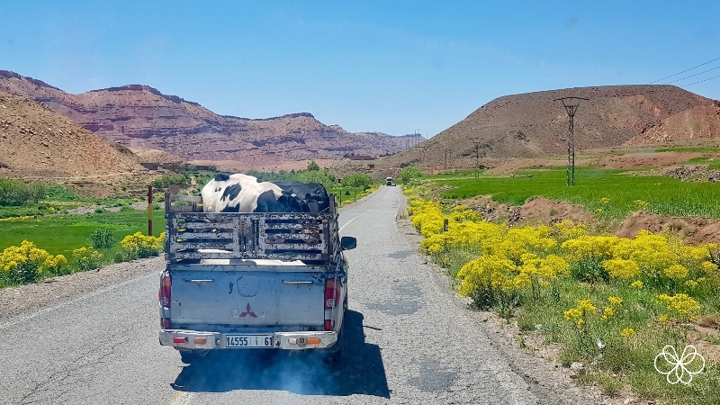 Vale a Pena Alugar Carro no Marrocos? Estradas 