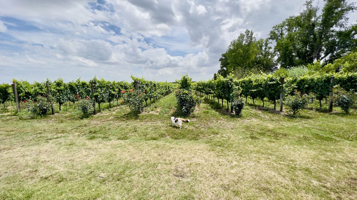 Carmelo, Uruguai: vinícolas e o charme do interior do país