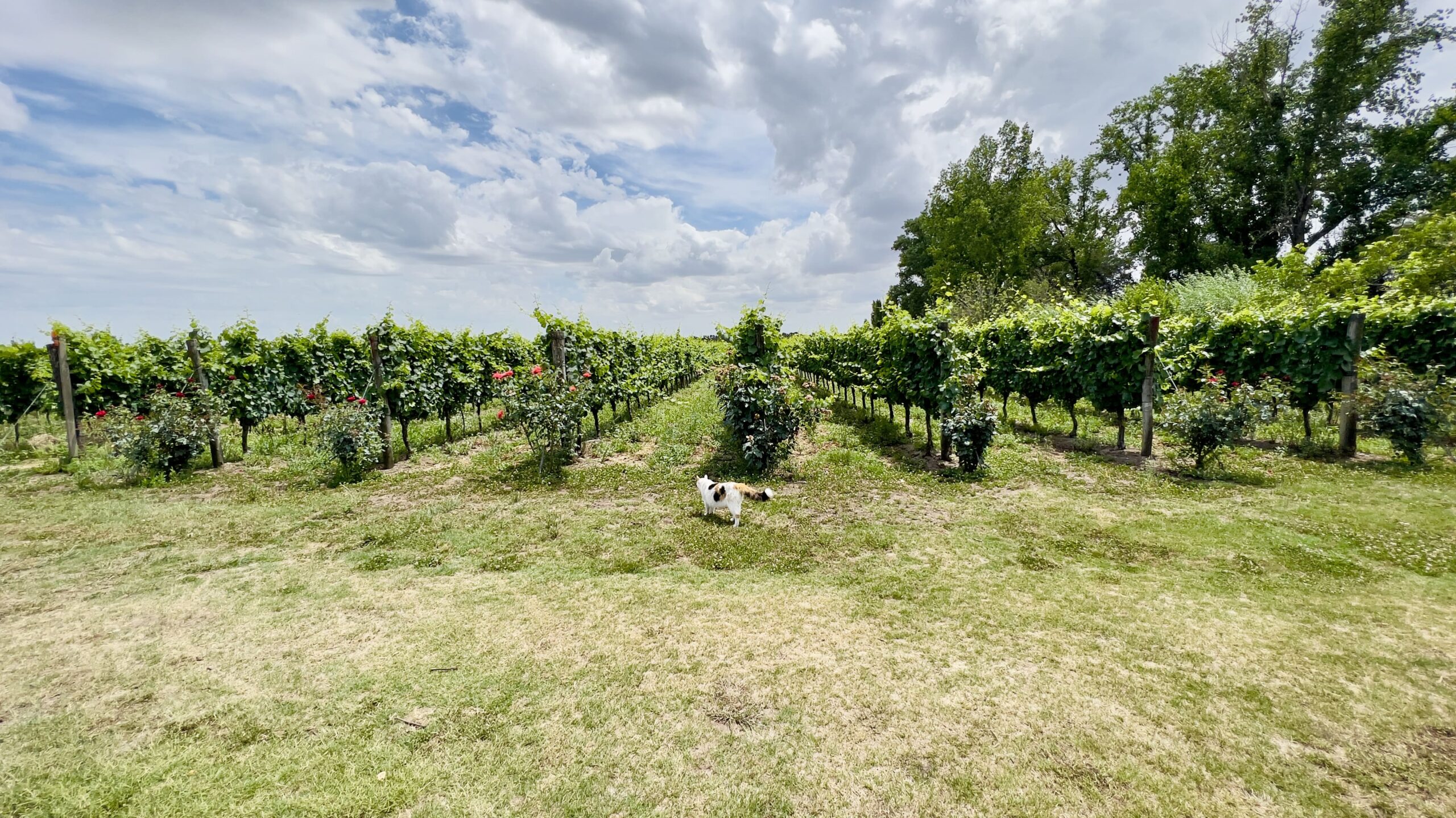 Carmelo, Uruguai: vinícolas e o charme do interior do país
