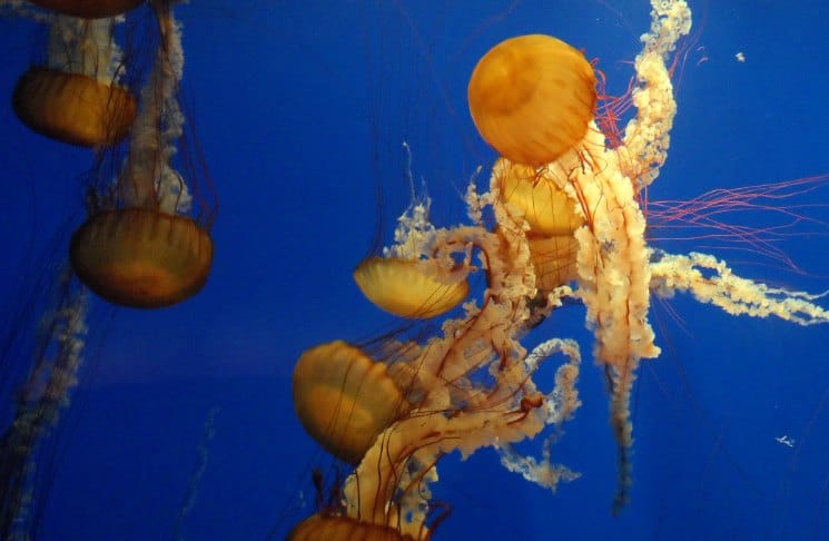 Georgia Aquarium o maior aquário do mundo! | Viajante Solo